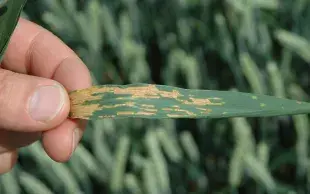 Septoriose sur feuille de blé tendre