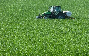 épandeur à engrais dans du maïs