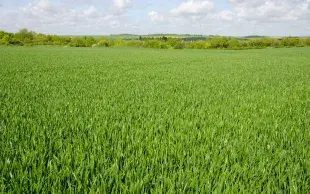 parcelle de blé fin montaison