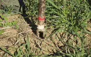 tarière plantée dans le sol