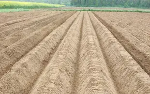 buttes de pommes de terre