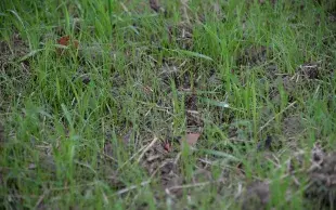 Plantules de ray grass dans des jeunes plantes de blé 