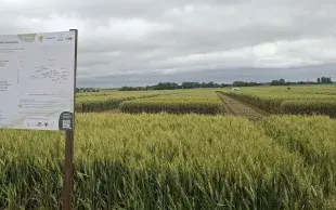 parcelle d’essais variétés céréales à paille