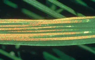 pustules de rouille jaune sur feuille de blé tendre