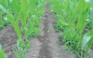 adventices sur les rangs