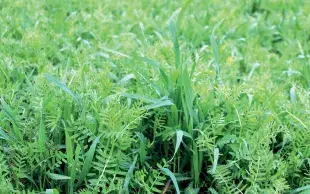 Couvert végétal avec légumineuses