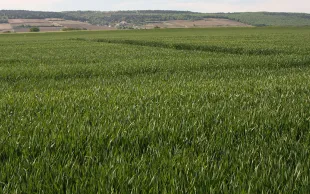 Céréales à paille