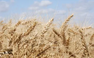 blé tendre épis mûrs