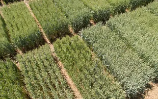 Sensibilité des variétés de blé tendre au chlortoluron : le classement 2025
