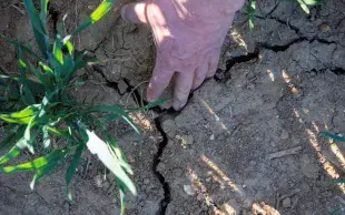 fente de retrait dans du blé