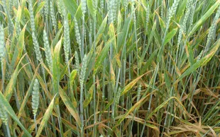 Symptômes de septoriose sur feuilles de blé