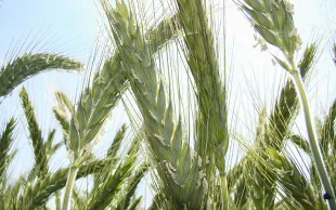 Les premiers résultats 2025  des variétés de triticale