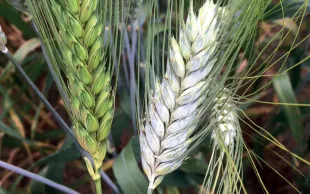 Nouveaux critères "Qualité" pour le blé dur. Nouvelles variétés