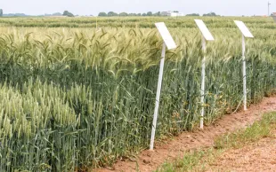 Le blé tendre a connu un progrès génétique continu