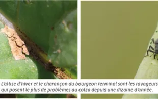 Faire face aux résistances des ravageurs du colza