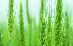 Blé tendre bio : comment répondre aux critères de qualité demandés