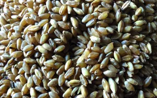 Blé dur bio : la production & la recherche doivent s'intensifier