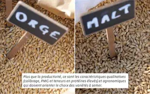 Bières bio : un marché à saisir