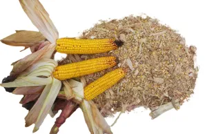 Récolter et valoriser l'ensilage de maïs épi