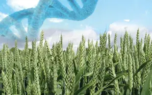 La génétique au service de l'innovation variétale en blé