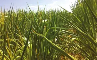 La génétique au service de l'innovation variétale en maïs