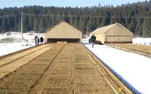 Des variétés de pois plus résistantes (météo) grâce à la génétique