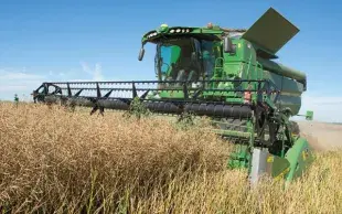 Vers des variétés de colza qui valorisent mieux l'azote