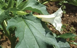 Anticiper la réglementation en matière de contaminants alcaloïdes