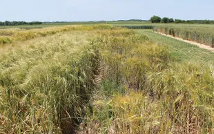 Des rendements céréaliers en retrait et hétérogènes