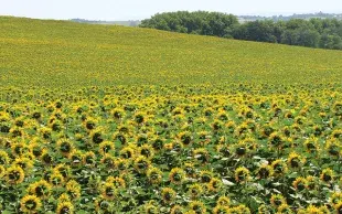 Conditions de rentabilité de l'introduction d'un tournesol