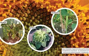 Nuisibilité et lutte contre les principales maladies du tournesol