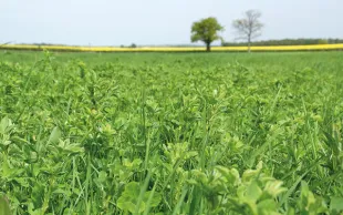 Susbtitution partielle du maïs par de l'herbe en bovins viande