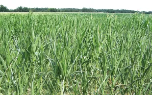 Bilan de campagne des maïs grain et fourrage