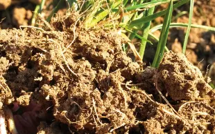 Le désherbage des annuelles sans ou avec très peu de glyphosate