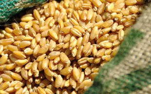 Trouver des variétés plus riches en protéines