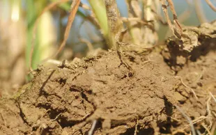 Des variétés et des conduites moins gourmandes & adaptées au climat