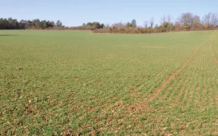 Comment améliorer l'efficacité des sulfonylurées sur vulpin