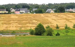 Verse physiologique des céréales à paille: causes & leviers d'action