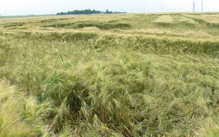 Orge d'hiver: limiter le risque, combiner les leviers agronomiques