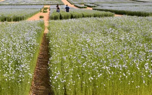 Résultats des essais 2020 sur les  variétés de lin fibre