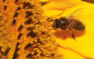 Les enjeux de la biodiversité