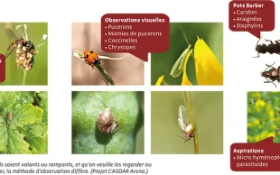Comment et pourquoi observer les auxiliaires des cultures