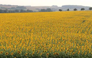 Innovation & agriculture: deux piliers de la transition écologique