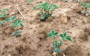 Semer le lupin blanc en conditions optimales