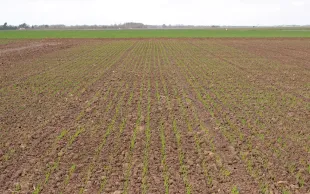 Choix des variétés de triticale : bilan des essais 2020
