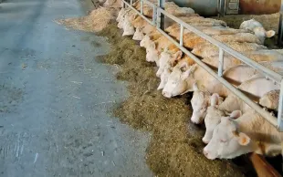 Alimentation animale: double ration 1 jour sur 2 pour jeunes bovins