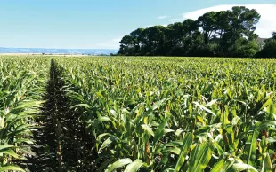 Protéger le maïs semence de façon durable