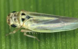 Traitement cicadelles : une seule substance active à bien positionner pour être efficace