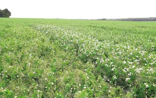 Des variétés de pois et de feverole d'hiver adaptées au climat