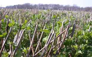 Les ambitions de l'agroécologie en agriculture